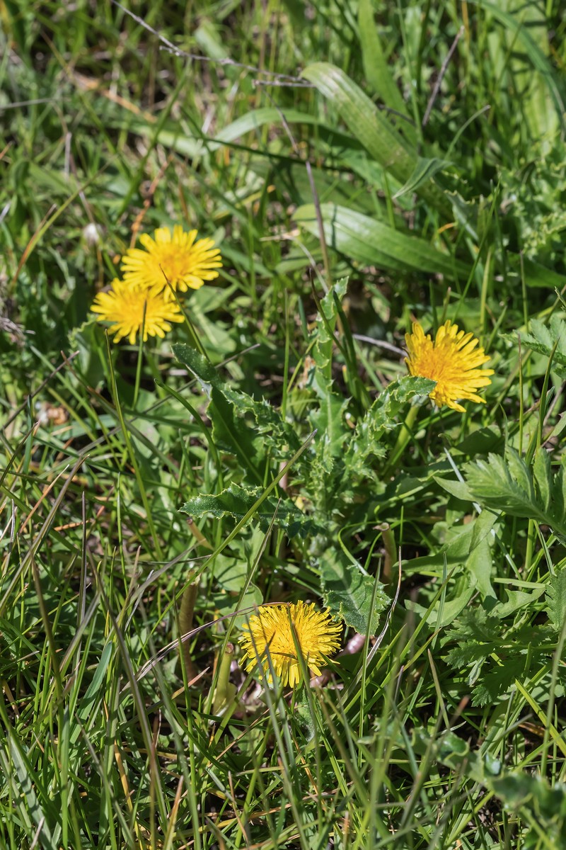 Germanica Taraxacum; Asteraceae (1).jpg