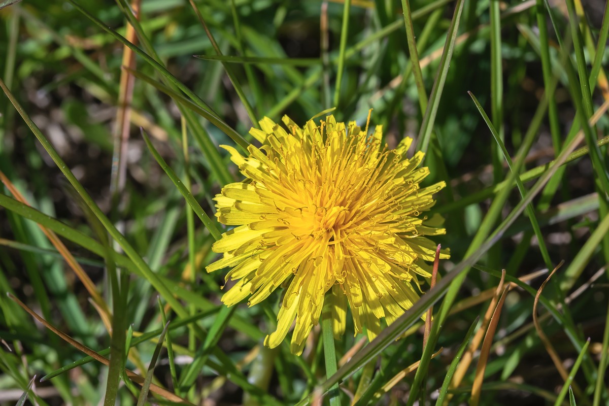 Germanica Taraxacum; Asteraceae (2).jpg