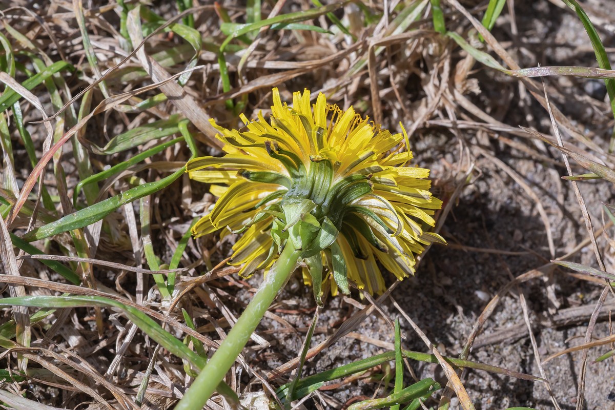 Germanica Taraxacum; Asteraceae (3).jpg
