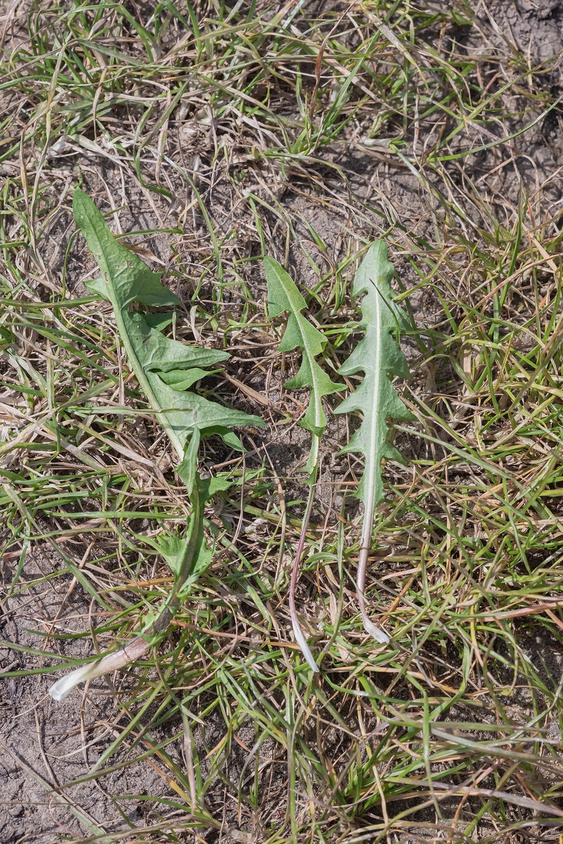Germanica Taraxacum; Asteraceae (4).jpg