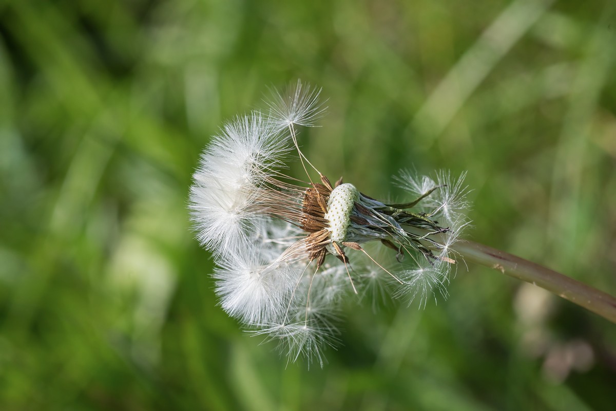 Germanica Taraxacum; Asteraceae (5).jpg