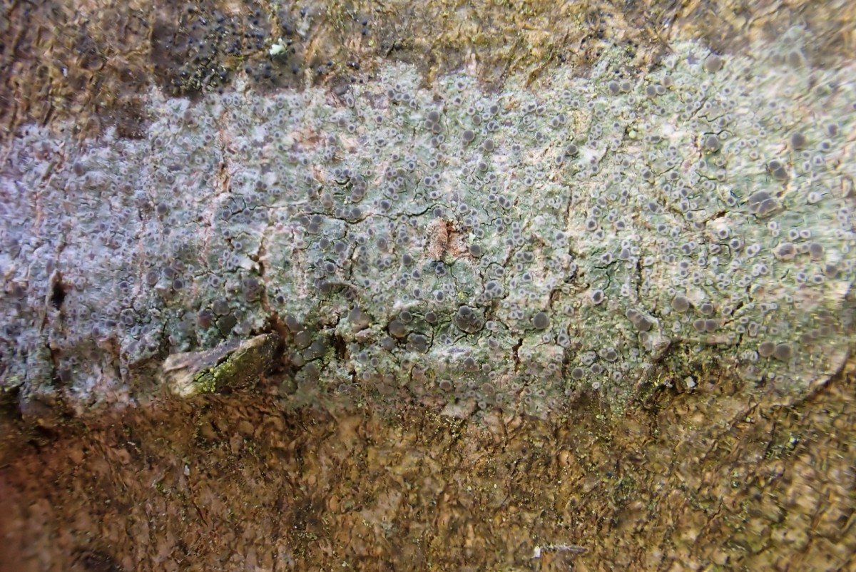 k-Lecania spec_01.jpg