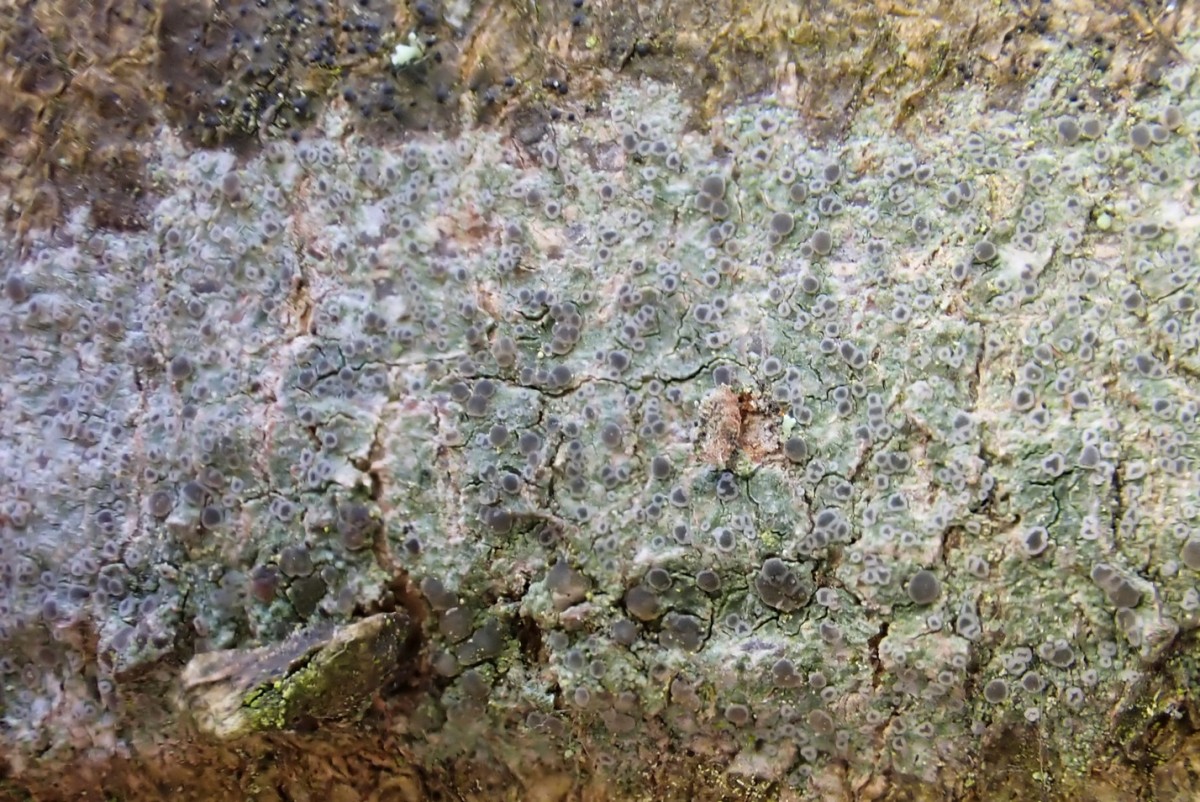 k-Lecania spec_02.jpg