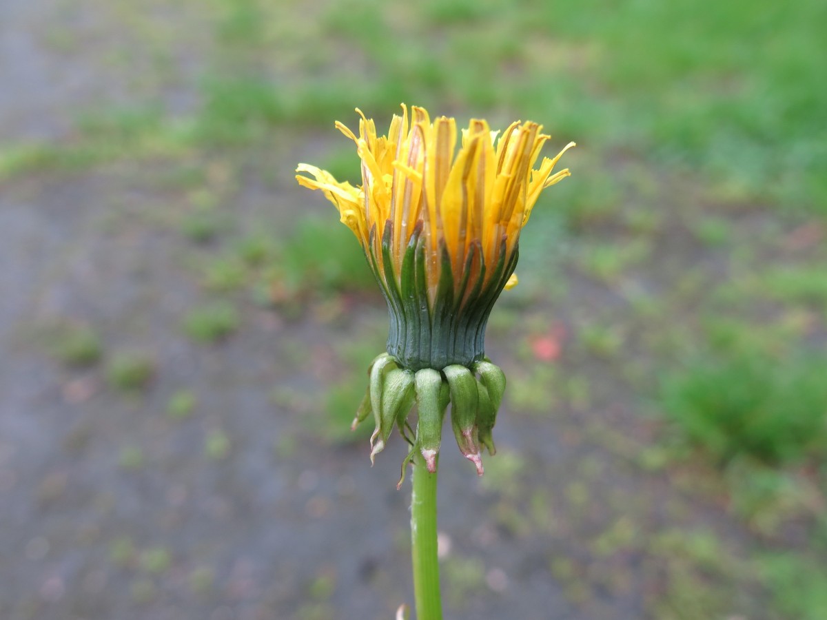 Taraxacum valens CZ BTr Liberec Zoo IMG 5051.JPG