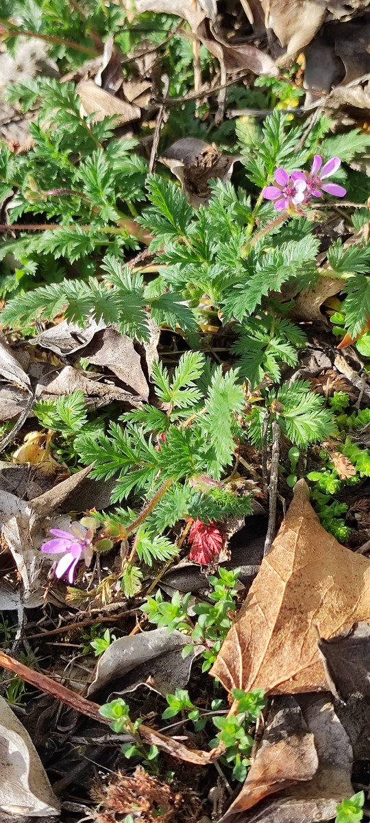 Gewöhnlicher Reiherschnabel (Erodium cicutarium)