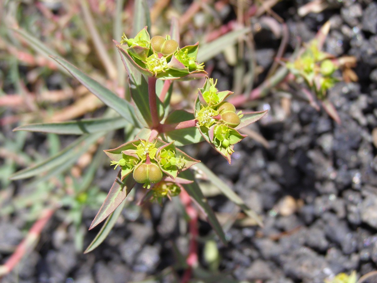 Euphorbia terracina.JPG