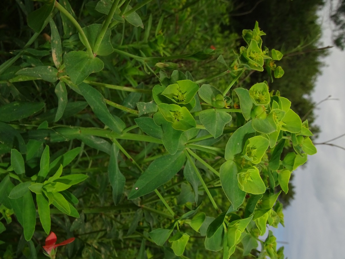 Euphorbia terracina.JPG