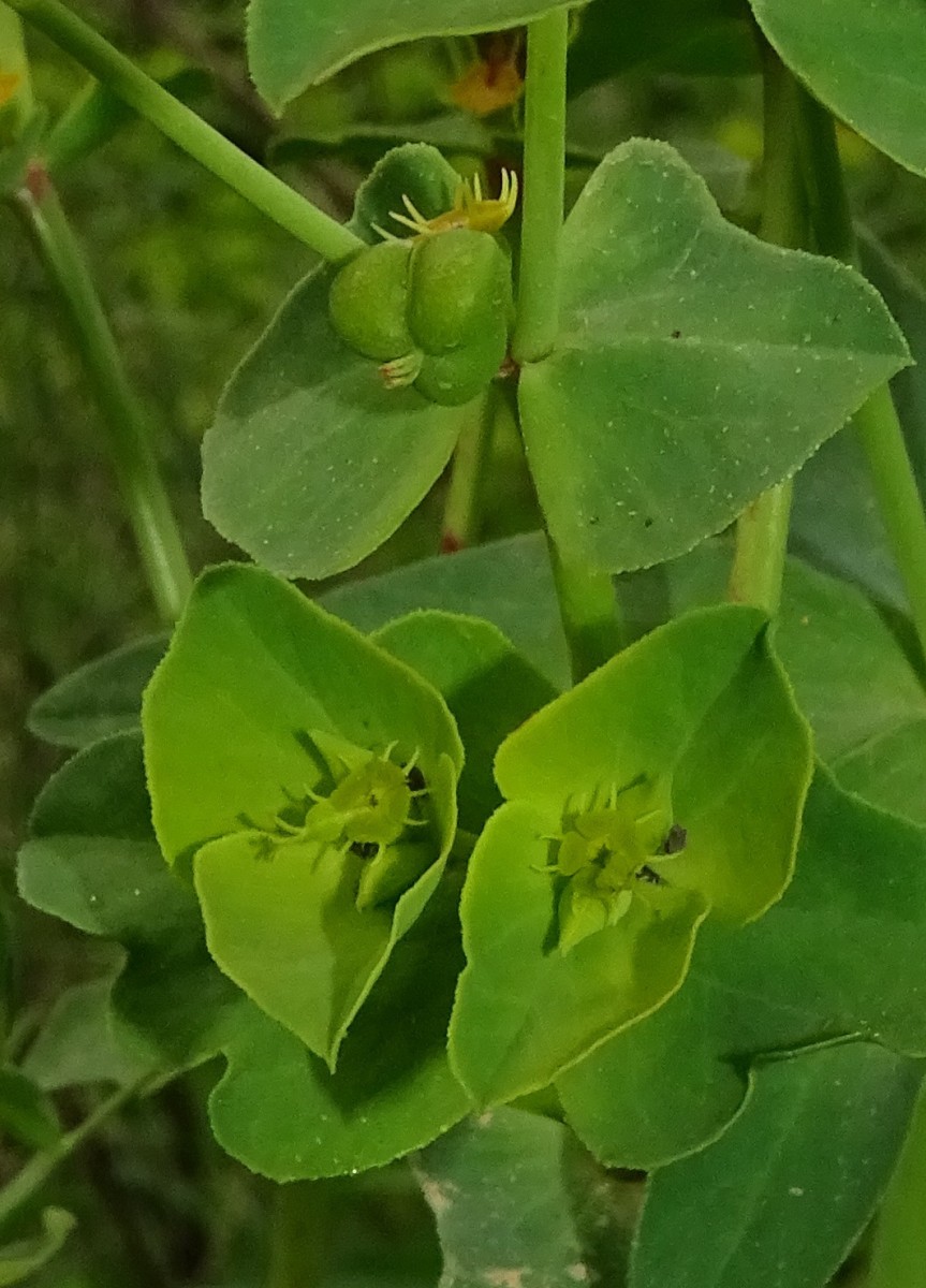 Euphorbia terracina2.jpg