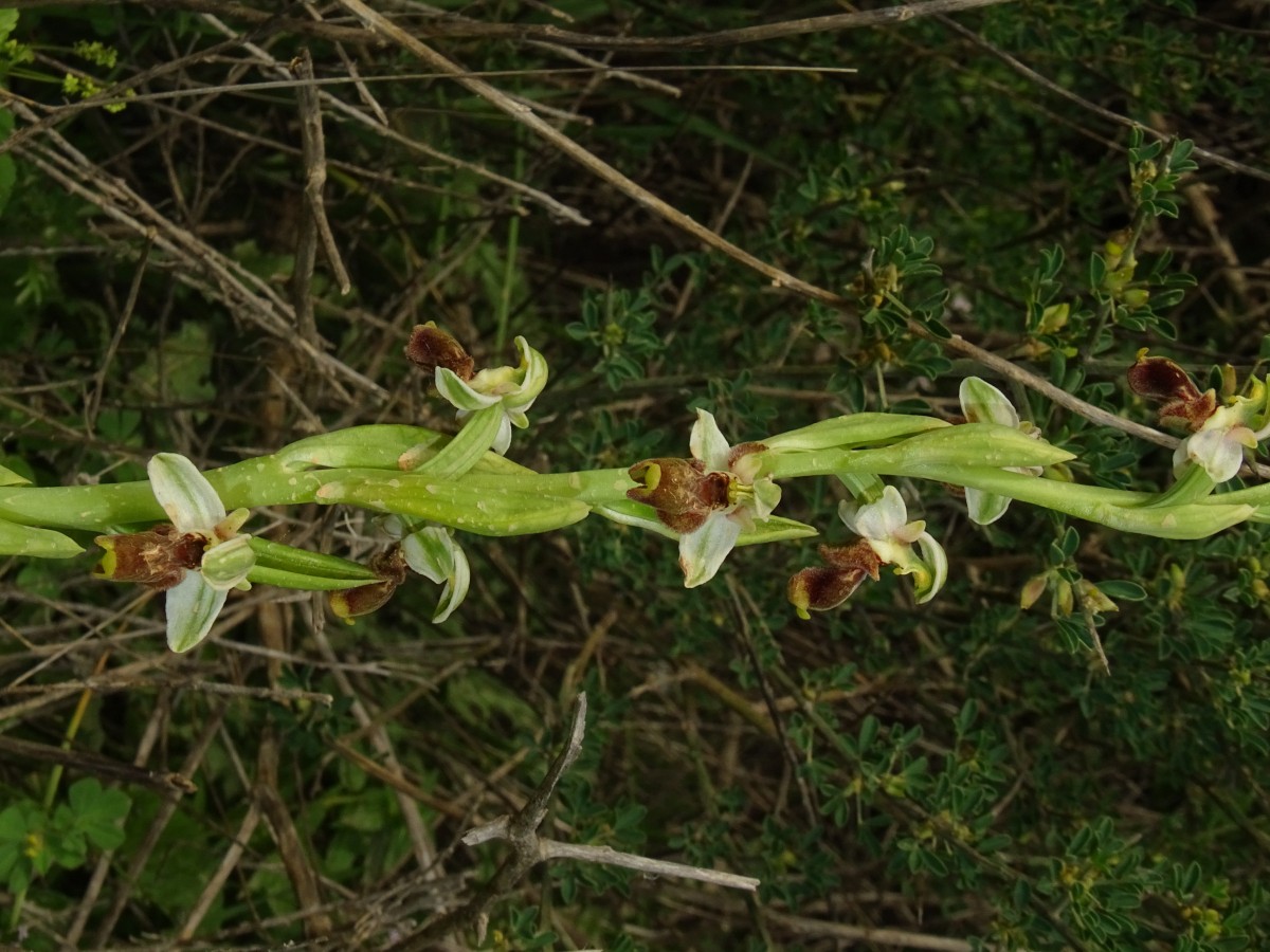 Ophrys.JPG