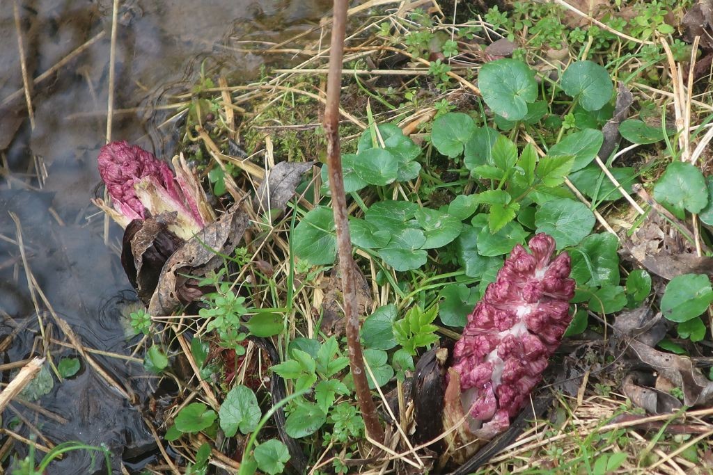 2026-03-03_Petasites hybridus 1_Augsburg Stadtgraben.jpg