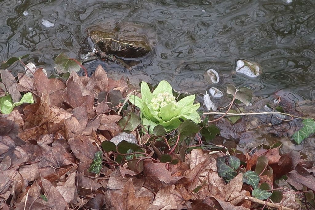 2026-03-03_Petasites japonicus 1_Augsburg Stadtgraben.jpg