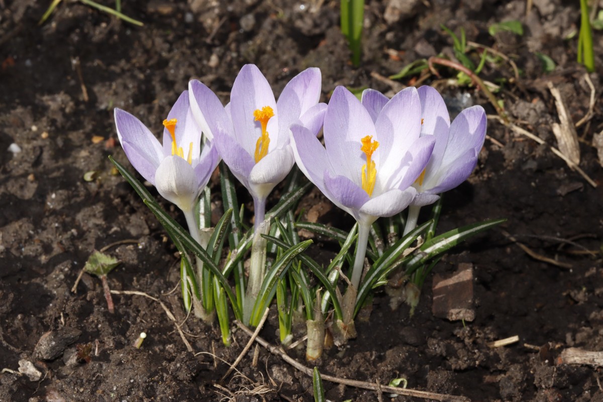 Crocus vernus cv GartenWe26 A2.JPG