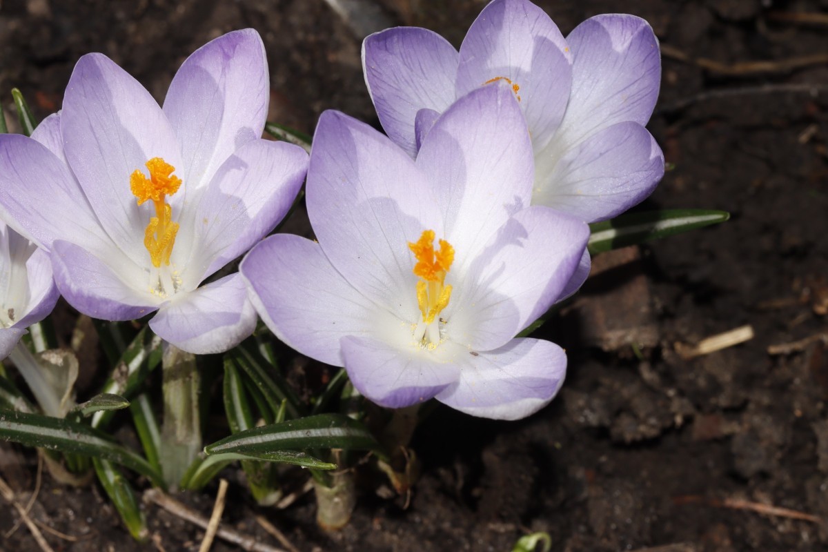 Crocus vernus cv GartenWe26 A7.JPG