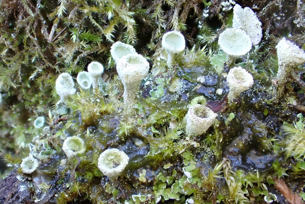 k-Cladonia_01.JPG