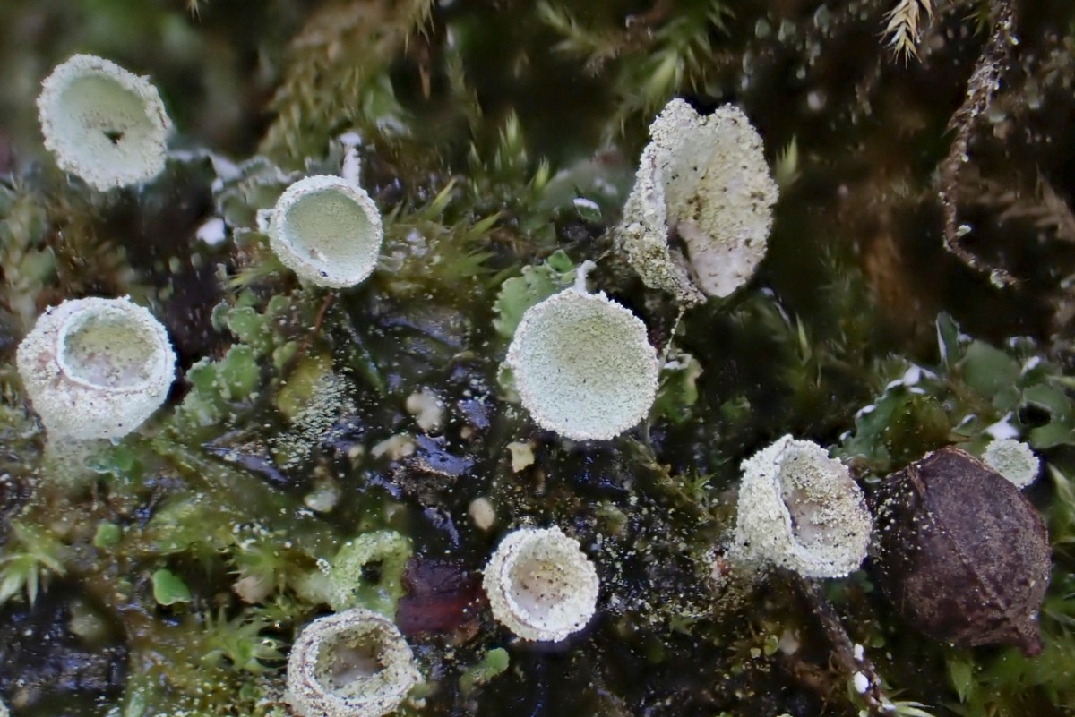 k-Cladonia_03.jpg
