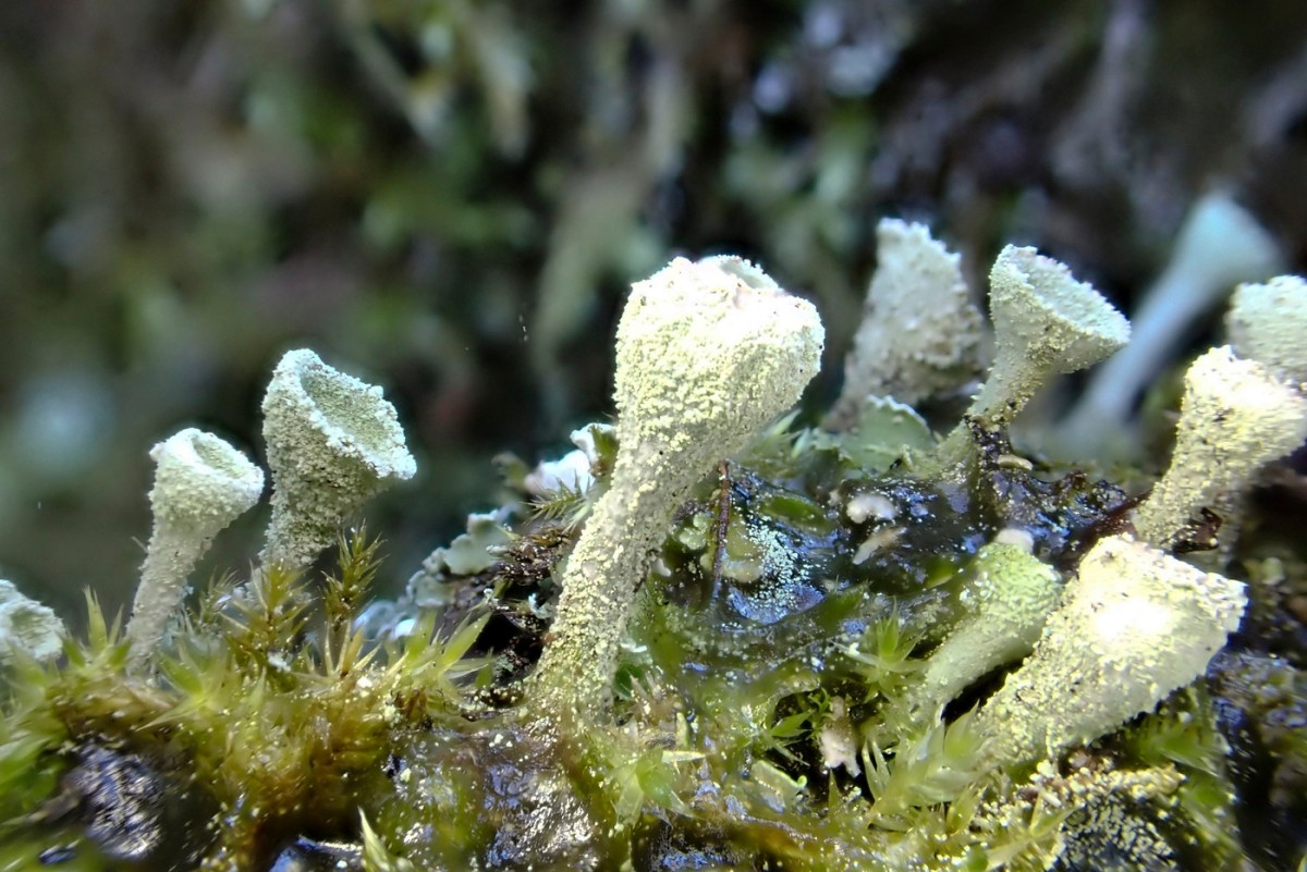 k-Cladonia_06.jpg