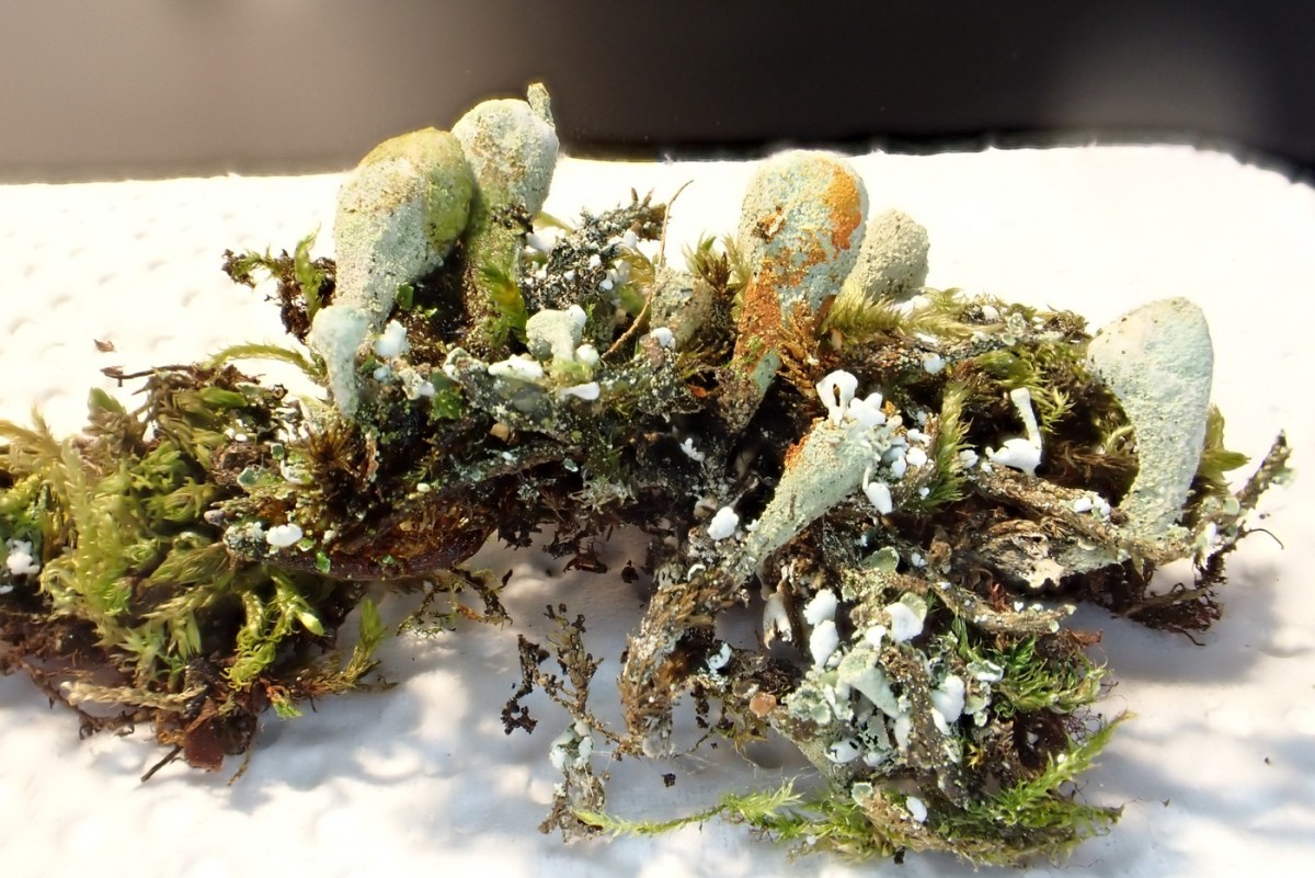k-Cladonia_10.JPG