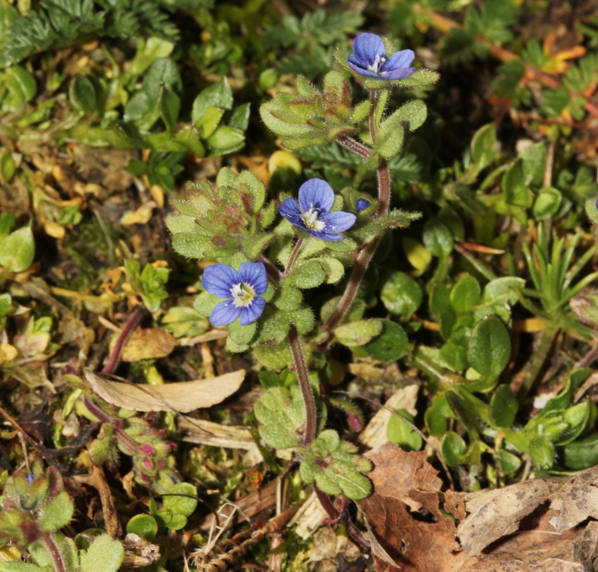 IMG_9817.JPG (922.73 KiB) 414 mal betrachtet IMG_9817.JPG