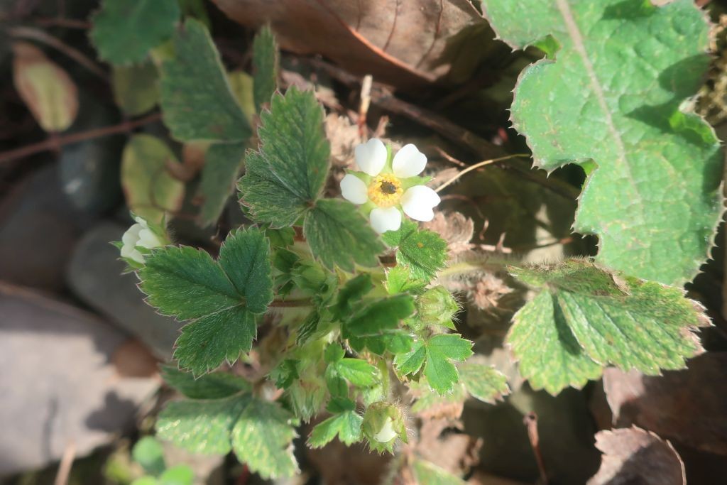 2026-03-08_Potentilla sterilis 1_Lichtenfels.jpg