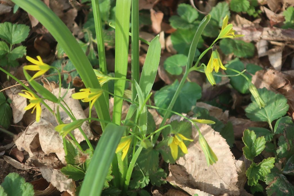 2026-03-08_Gagea lutea 1_Lichtenfels.jpg