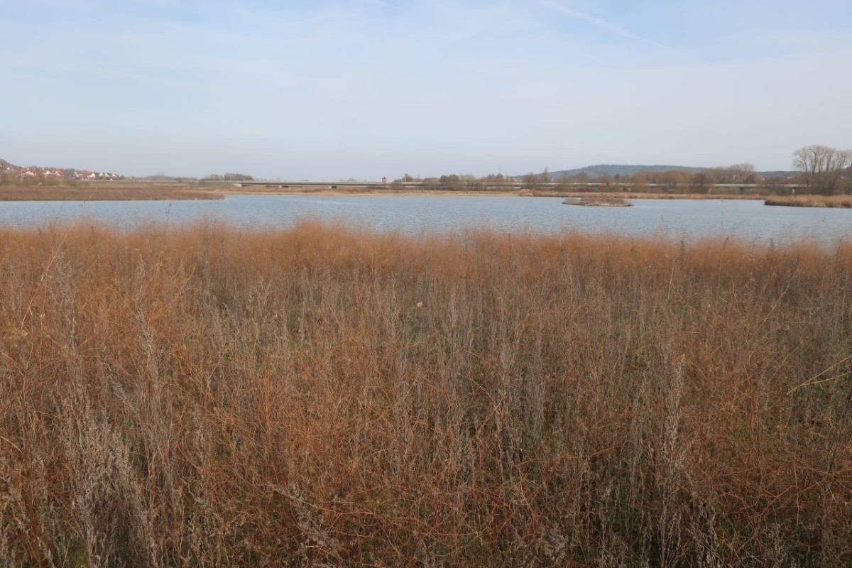 2026-03-08_Reundorf_Epilobium brachycarpum_Artemisia vulgaris 1.jpg