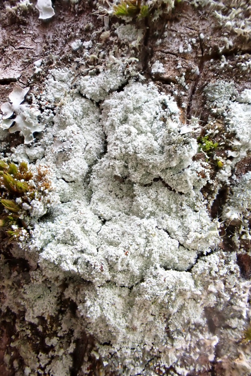 k-Lepraria rigidula_01.jpg