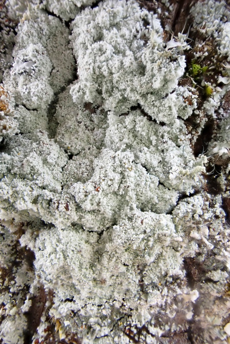 k-Lepraria rigidula_02.jpg