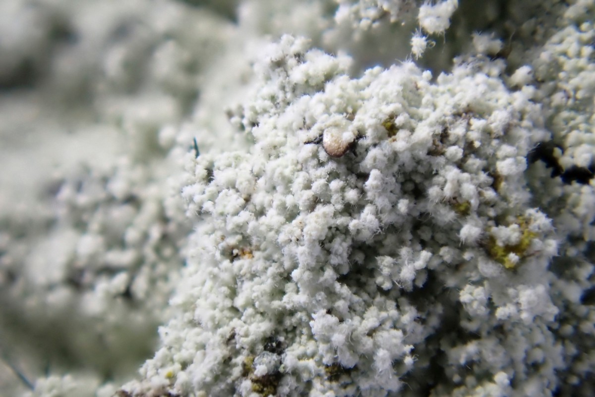 k-Lepraria rigidula_03.jpg