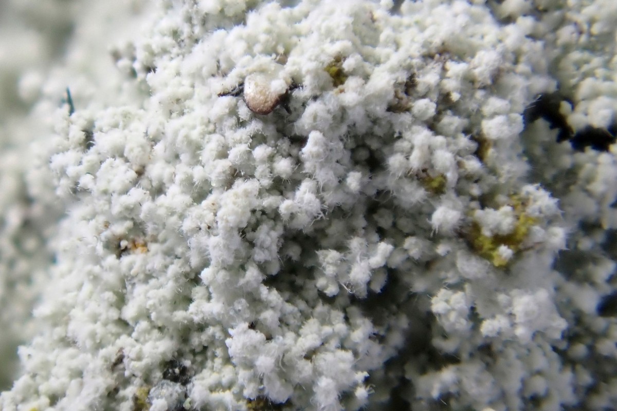 k-Lepraria rigidula_04.jpg