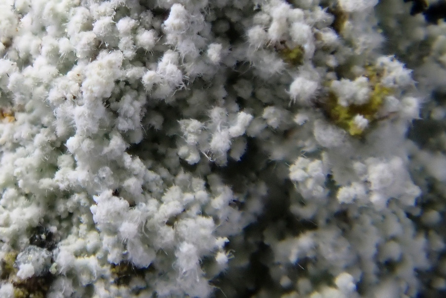 k-Lepraria rigidula_05.jpg