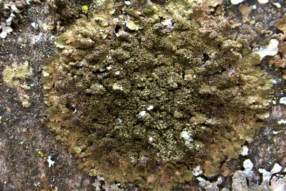 k-Melanelixia fuliginosa_01.jpg