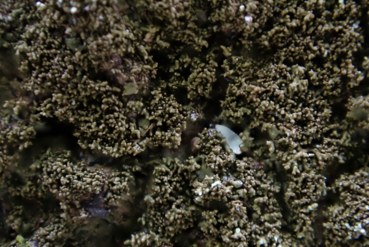 k-Melanelixia fuliginosa_02.jpg