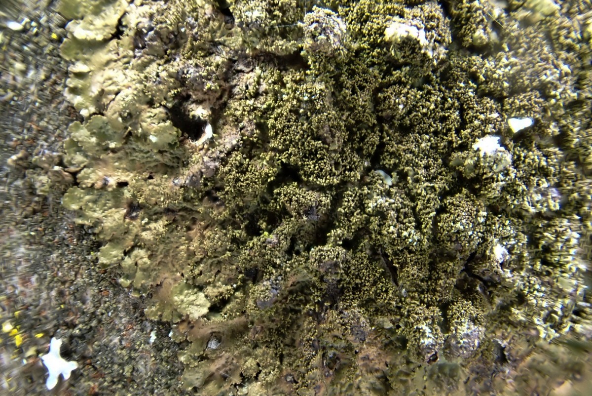 k-Melanelixia fuliginosa_04.jpg