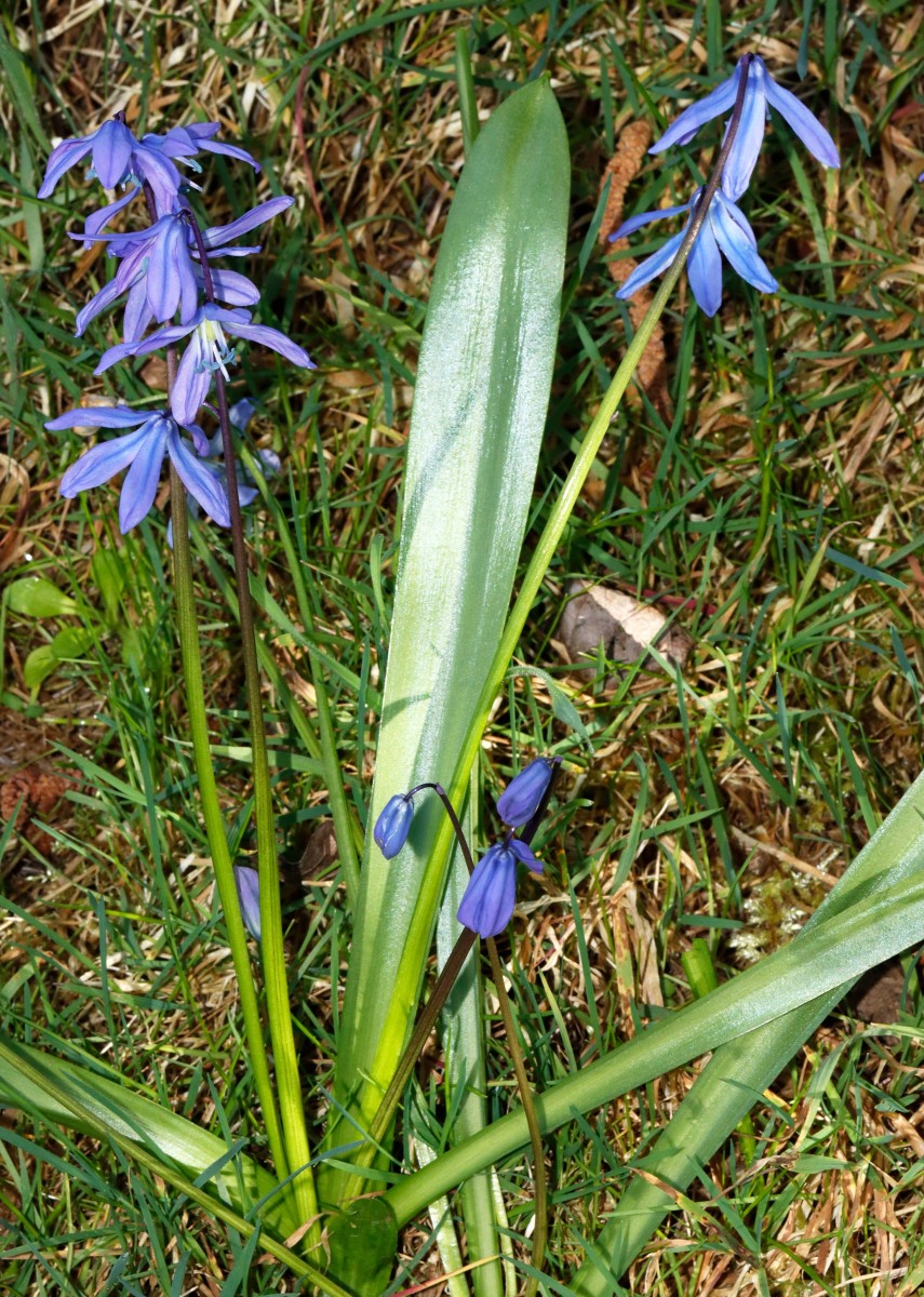Scilla ingridiae Mauertal Odenheim A03.JPG