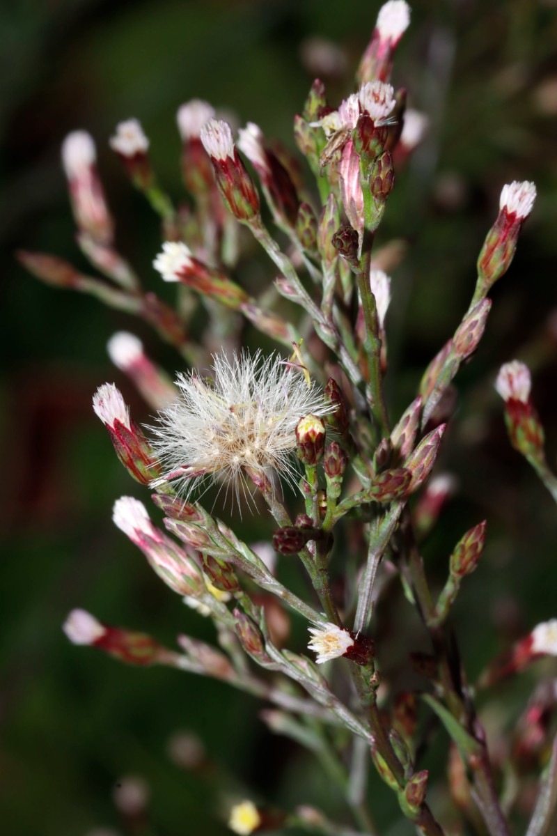 Symphyotrichum sp Bretten Schemenaustr A11.jpg