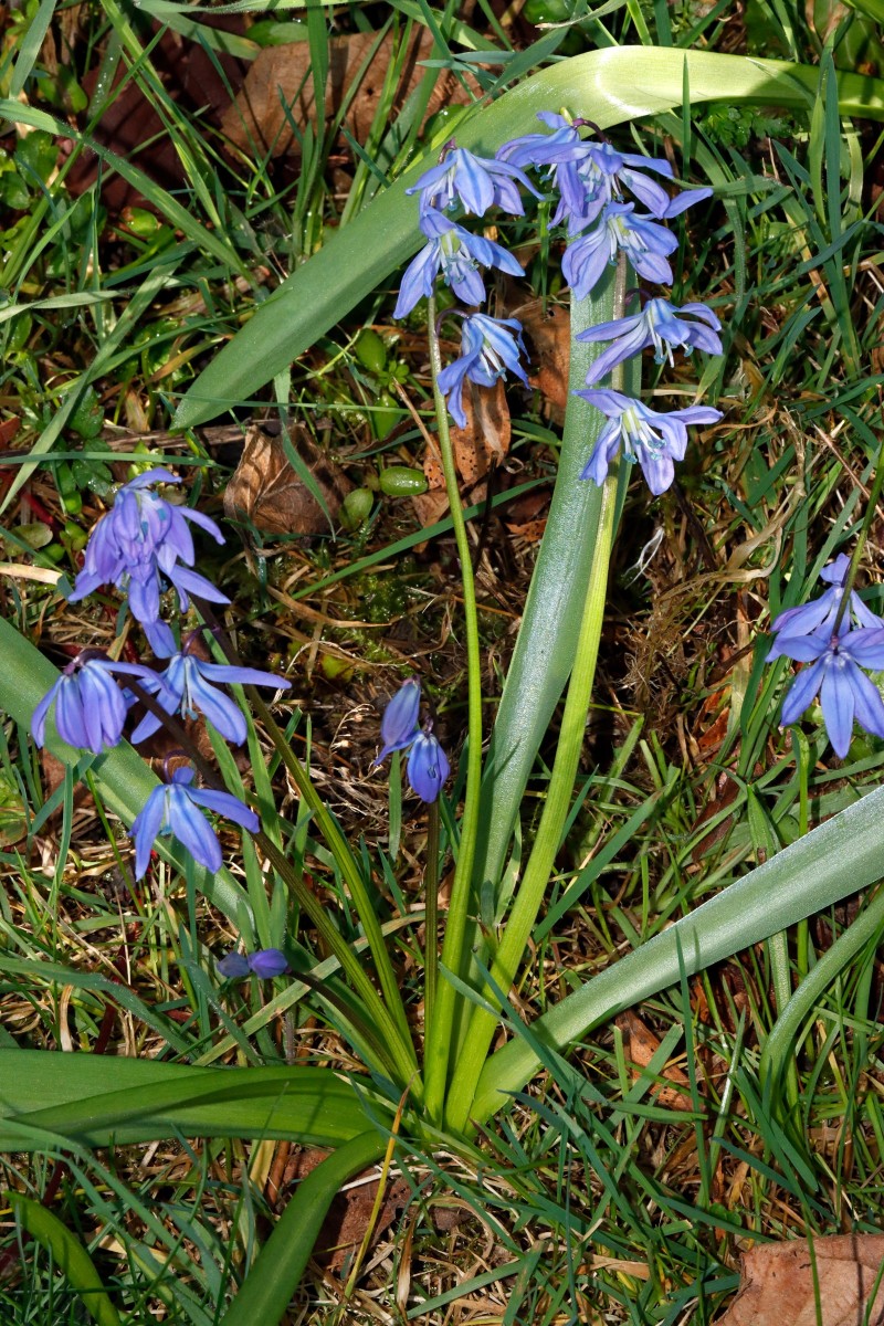 Scilla ingridiae Mauertal Odenheim A05.JPG