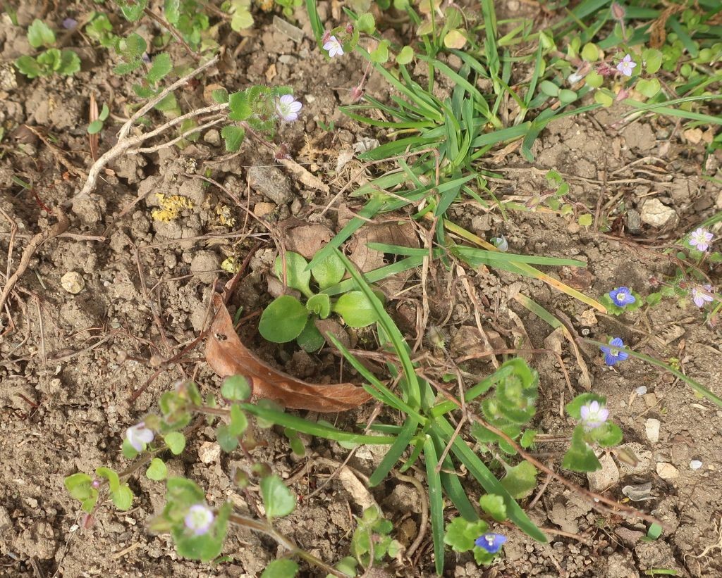 Veronica polita_Veronica sublobata_2026-03-20.jpg