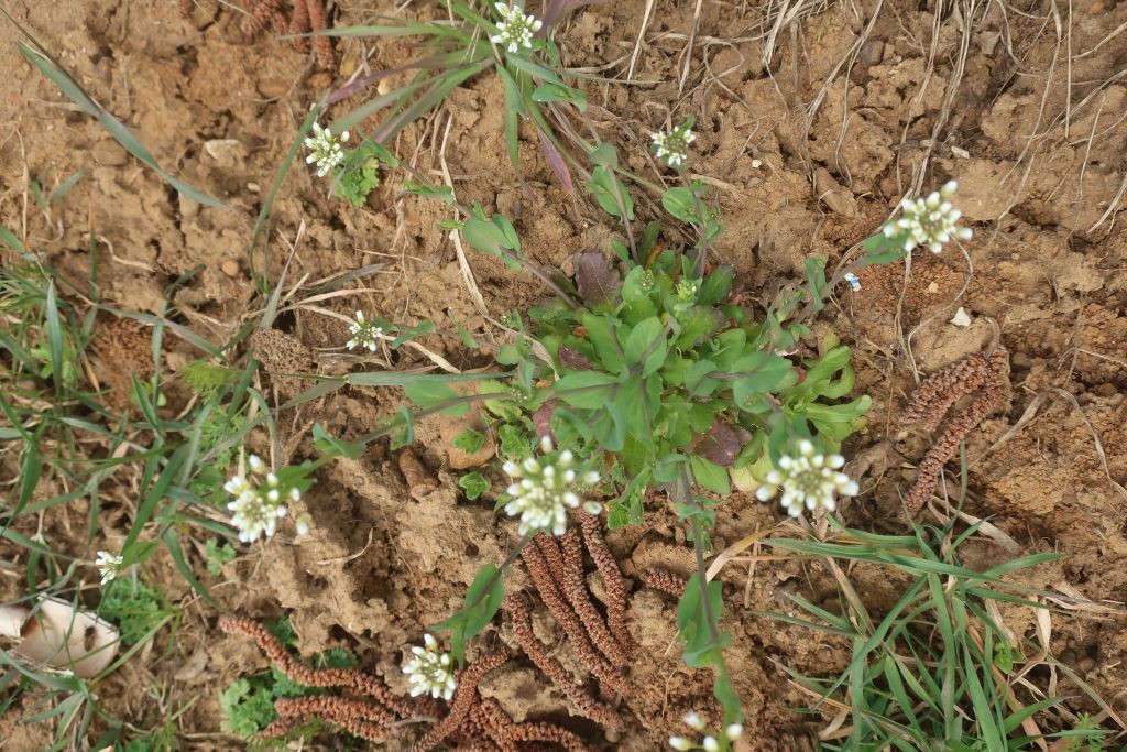 Microthlaspi perfoliatum 1_2026-03-20.jpg