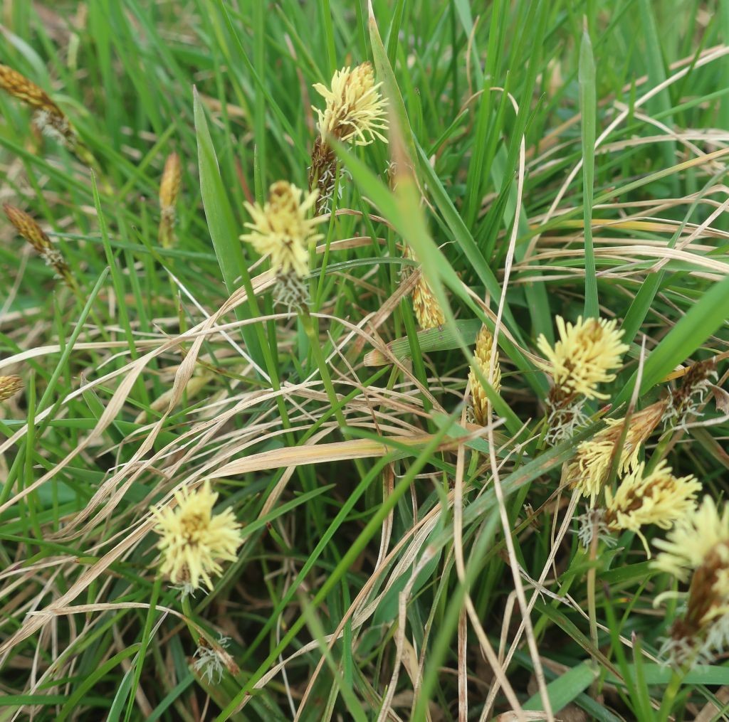 Carex caryophyllea_2026-03-20.jpg