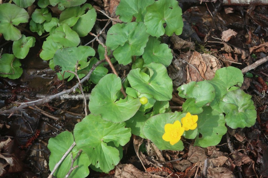 Caltha palustris_2026-03-20.jpg