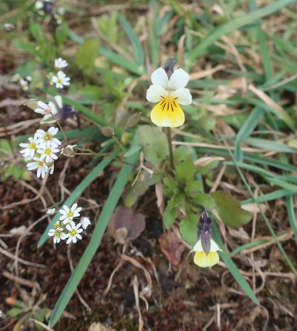 Draba praecox_Viola arvensis_2026-03-20.jpg