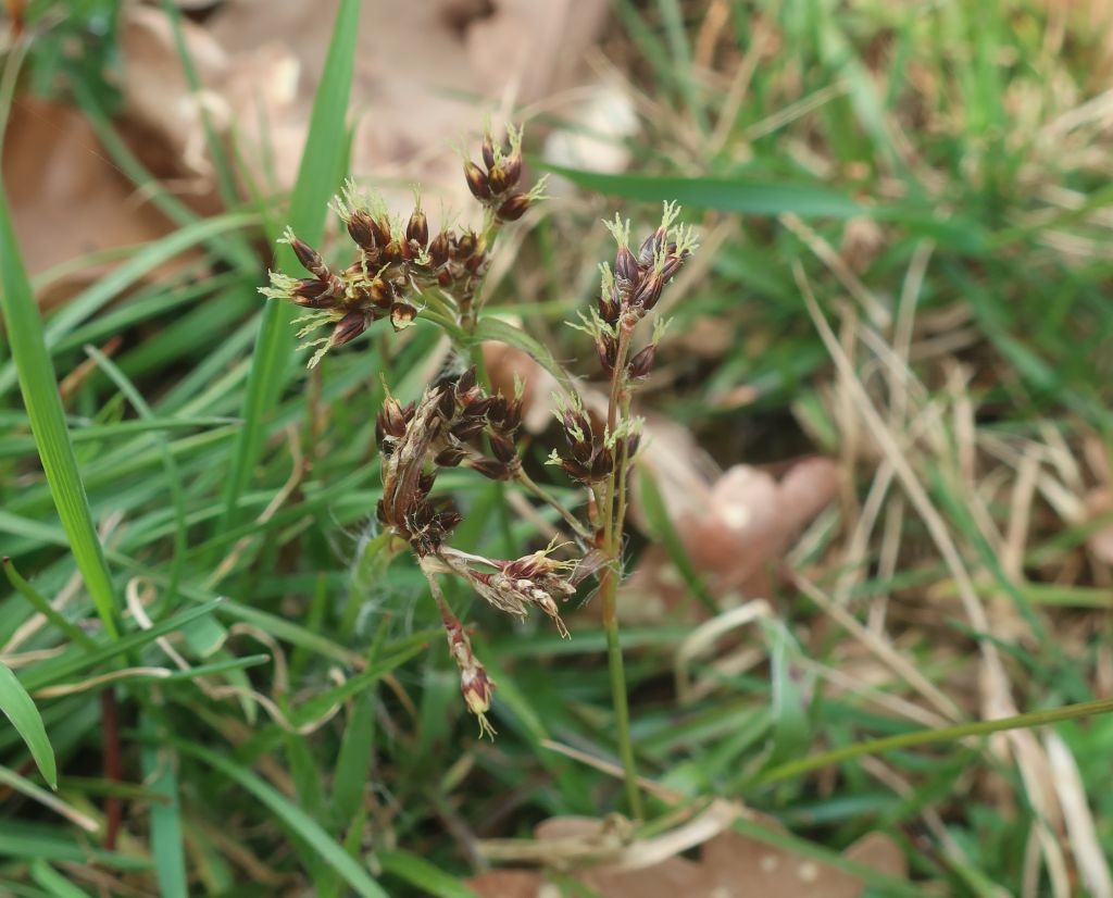 Luzula campestris_2026-03-20.jpg