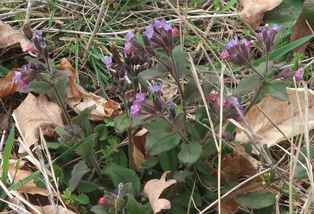 Pulmonaria obscura_2026-03-20.jpg