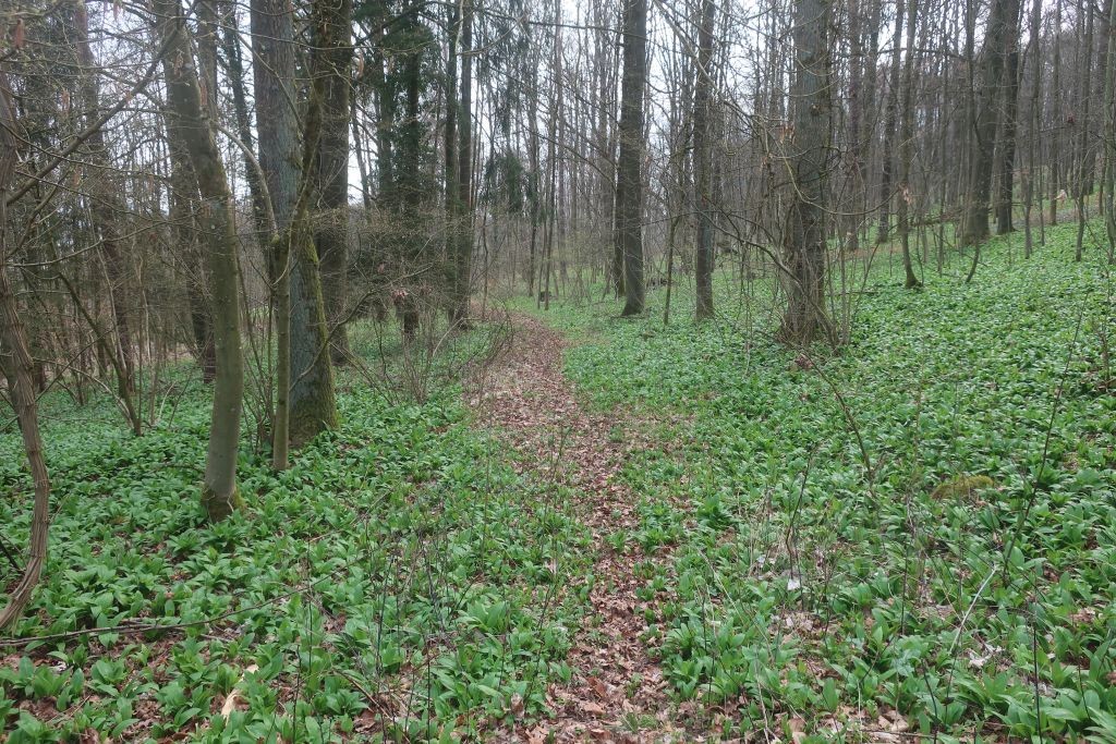 Allium ursinum_2026-03-20.jpg