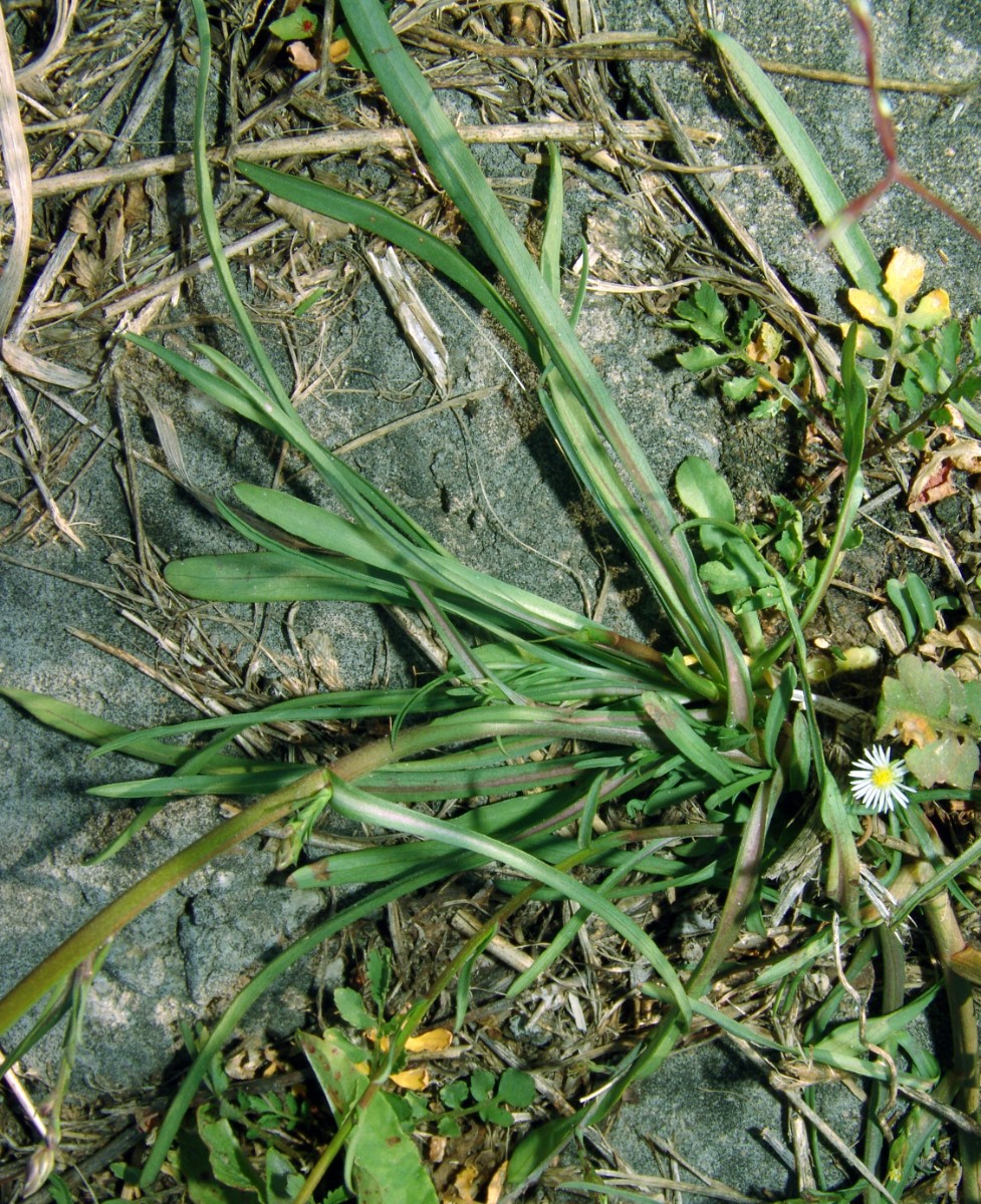 Symphyotrichum squamatum MA S Rheinrottstr G02.jpg