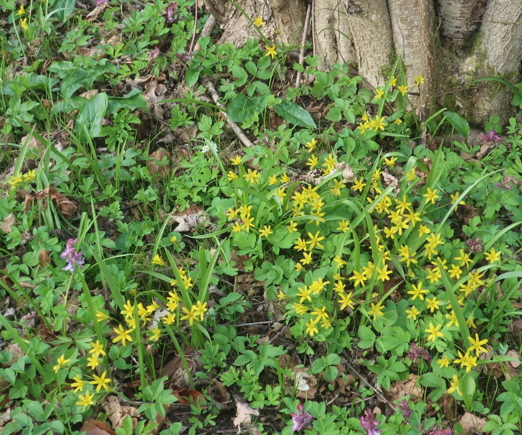 Gagea lutea_Arum maculatum_2026-03-20.jpg
