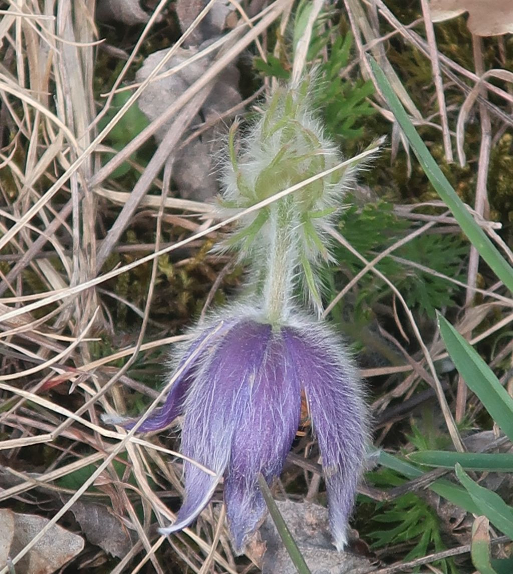 Pulsatilla vulgaris_2026-03-20.jpg