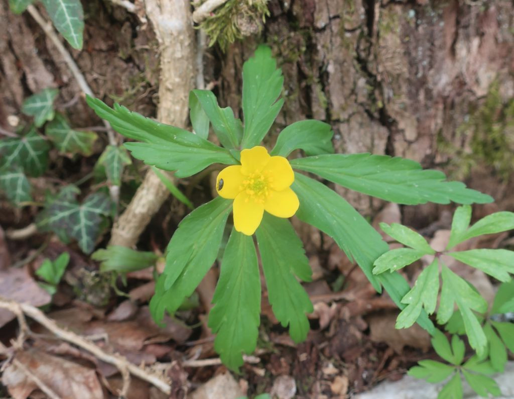 Anemone ranunculoides_2026-03-20.jpg