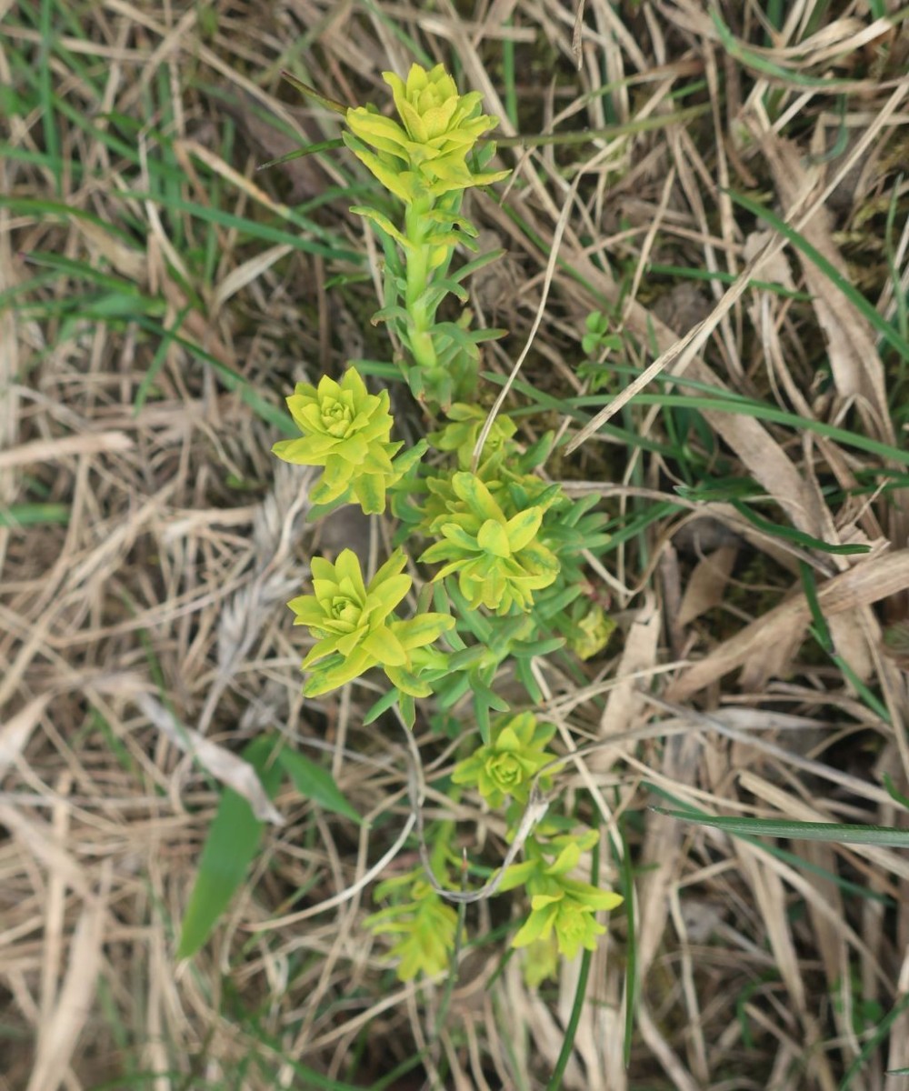 Euphorbia cyparissias mit Pilz_2026-03-20.jpg