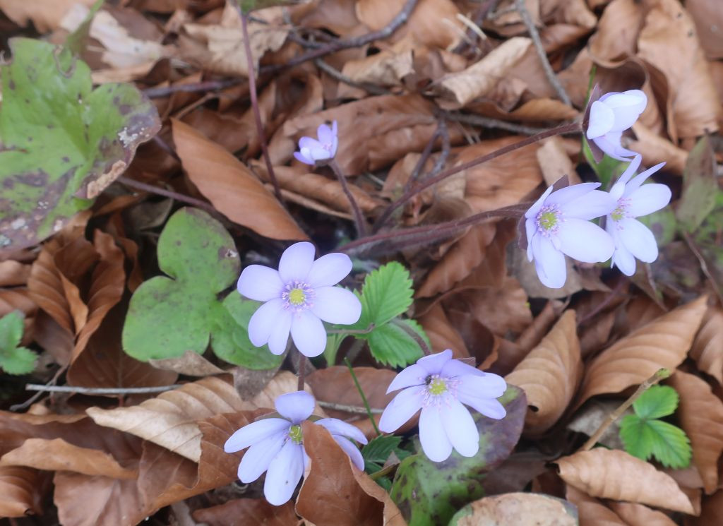 Hepatica nobilis_2026-03-20.jpg